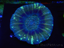 WYSIWYG Homophyllia australis (ex Scolymia) Warpaint 5 (5.5 cm)