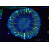 WYSIWYG Homophyllia australis (ex Scolymia) Warpaint 5 (5.5 cm)