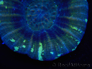 WYSIWYG Homophyllia australis (ex Scolymia) Warpaint 5 (5.5 cm)