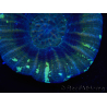 WYSIWYG Homophyllia australis (ex Scolymia) Warpaint 5 (5.5 cm)