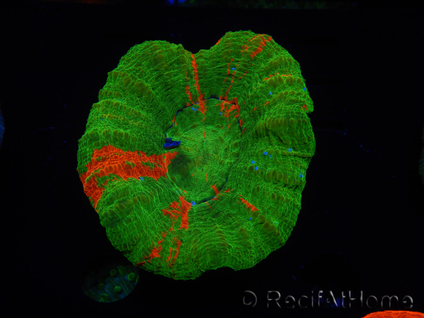 WYSIWYG Homophyllia australis (ex Scolymia) Bleeding Apple 32 (6 cm)
