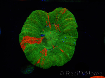 WYSIWYG Homophyllia australis (formerly Scolymia) Bleeding Apple 32 (6 cm)