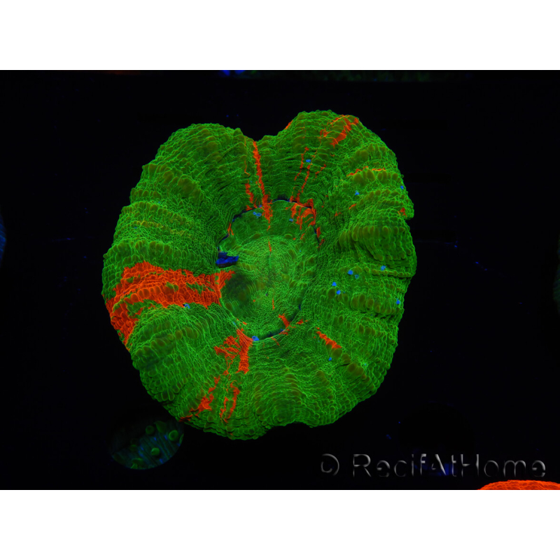 WYSIWYG Homophyllia australis (formerly Scolymia) Bleeding Apple 32 (6 cm)