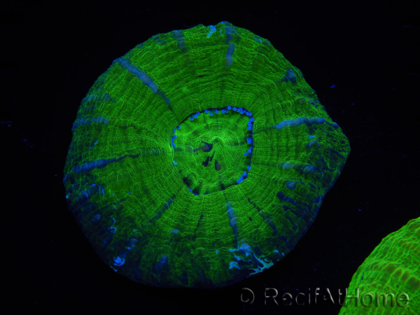 WYSIWYG Homophyllia australis (ex Scolymia) Warpaint 2 (5.5 cm)