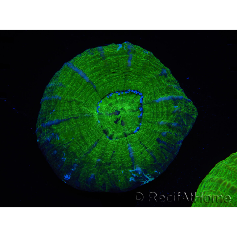 WYSIWYG Homophyllia australis (ex Scolymia) Warpaint 2 (5.5 cm)