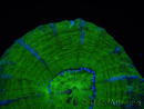 WYSIWYG Homophyllia australis (ex Scolymia) Warpaint 2 (5.5 cm)