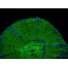 WYSIWYG Homophyllia australis (ex Scolymia) Warpaint 2 (5.5 cm)