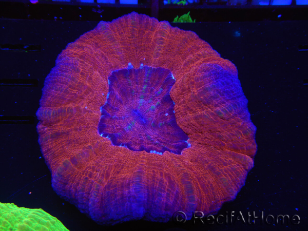 WYSIWYG Homophyllia australis (ex Scolymia) Bleeding apple 6 (4.5 cm)