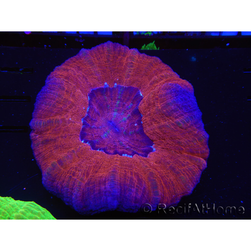 WYSIWYG Homophyllia australis (ex Scolymia) Bleeding apple 6 (4.5 cm)