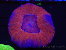 WYSIWYG Homophyllia australis (ex Scolymia) Bleeding apple 6 (4.5 cm)