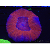 WYSIWYG Homophyllia australis (ex Scolymia) Bleeding apple 6 (4.5 cm)