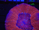WYSIWYG Homophyllia australis (ex Scolymia) Bleeding apple 6 (4.5 cm)