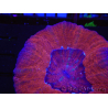 WYSIWYG Homophyllia australis (ex Scolymia) Bleeding apple 6 (4.5 cm)
