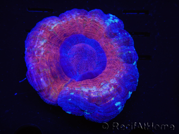 WYSIWYG Homophyllia australis (ex Scolymia) Red/Purple 18 (6.5 cm)