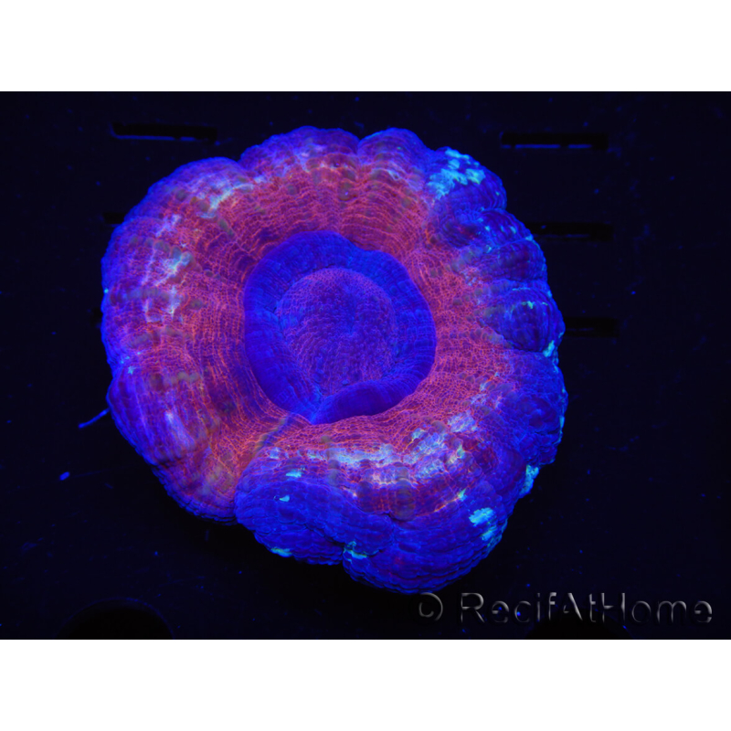 WYSIWYG Homophyllia australis (ex Scolymia) Red/Purple 18 (6.5 cm) 