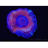 WYSIWYG Homophyllia australis (ex Scolymia) Red/Purple 18 (6.5 cm) 