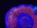 WYSIWYG Homophyllia australis (ex Scolymia) Red/Purple 18 (6.5 cm)