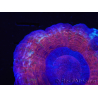 WYSIWYG Homophyllia australis (ex Scolymia) Red/Purple 18 (6.5 cm) 