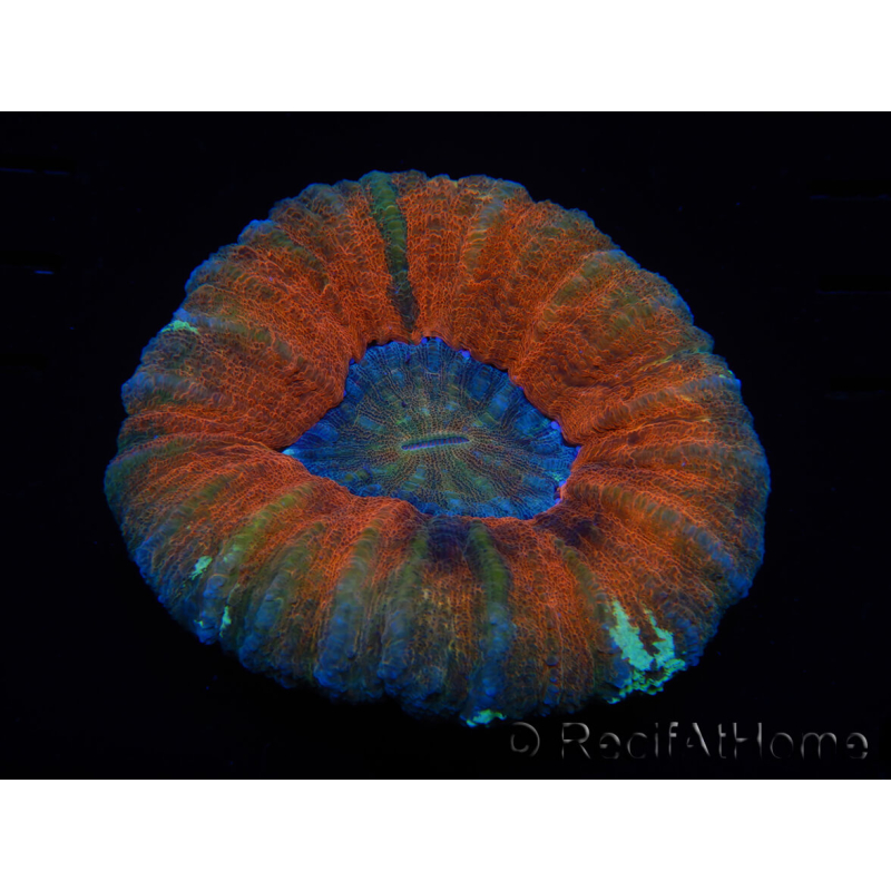 WYSIWYG Homophyllia australis (ex Scolymia) Bleeding Apple 29 (5.5 cm)