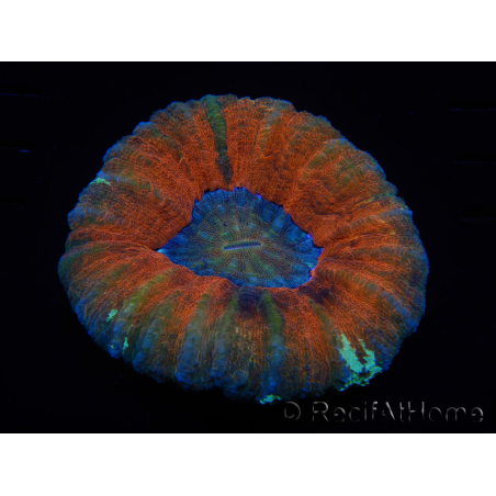 WYSIWYG Homophyllia australis (ex Scolymia) Bleeding Apple 29 (5.5 cm)