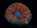 WYSIWYG Homophyllia australis (ex Scolymia) Bleeding Apple 29 (5,5 cm)