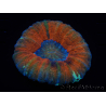 WYSIWYG Homophyllia australis (ex Scolymia) Bleeding Apple 29 (5.5 cm)