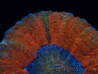 WYSIWYG Homophyllia australis (ex Scolymia) Bleeding Apple 29 (5.5 cm)