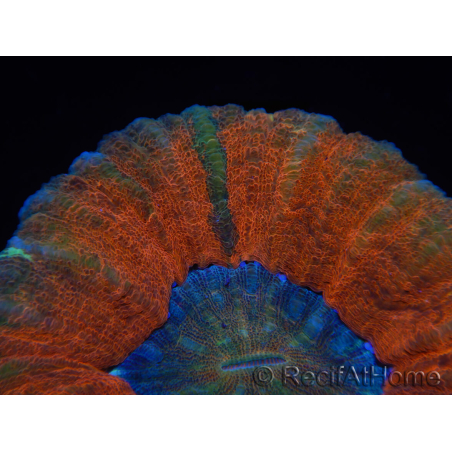 WYSIWYG Homophyllia australis (ex Scolymia) Bleeding Apple 29 (5.5 cm)