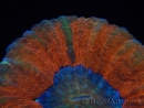 WYSIWYG Homophyllia australis (ex Scolymia) Bleeding Apple 29 (5,5 cm)
