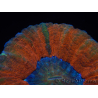 WYSIWYG Homophyllia australis (ex Scolymia) Bleeding Apple 29 (5.5 cm)