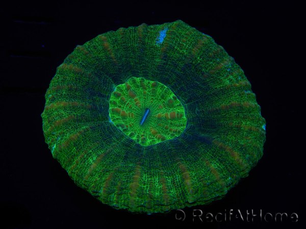 WYSIWYG Homophyllia australis (ex Scolymia) BloodRed 31 (4.5 cm)