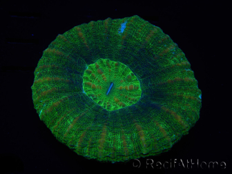 WYSIWYG Homophyllia australis (ex Scolymia) BloodRed 31 (4.5 cm)