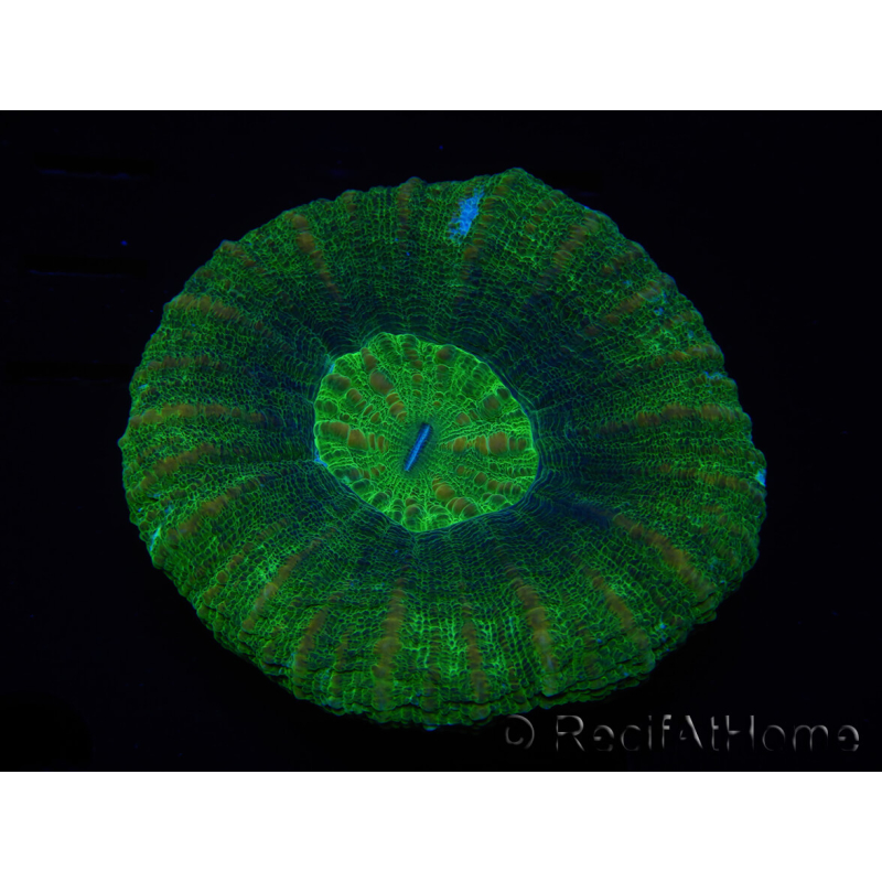 WYSIWYG Homophyllia australis (ex Scolymia) BloodRed 31 (4.5 cm)