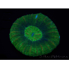 WYSIWYG Homophyllia australis (ex Scolymia) BloodRed 31 (4.5 cm)