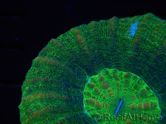 WYSIWYG Homophyllia australis (ex Scolymia) BloodRed 31 (4.5 cm)