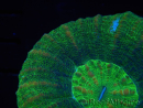WYSIWYG Homophyllia australis (ex Scolymia) BloodRed 31 (4.5 cm)