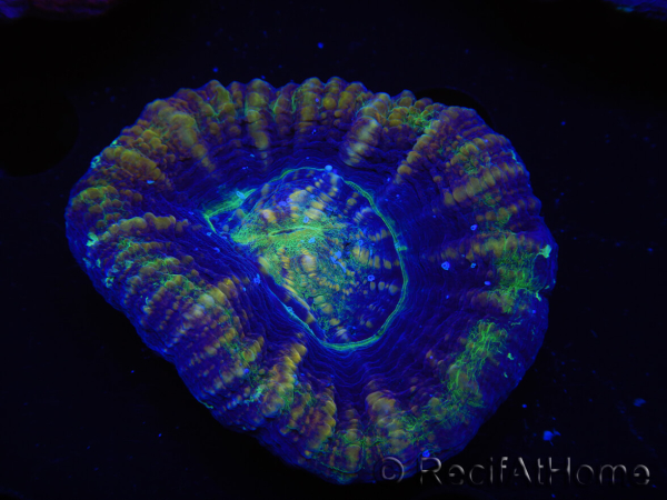 WYSIWYG Homophyllia australis (ex Scolymia) Red 16 (4.5 cm)