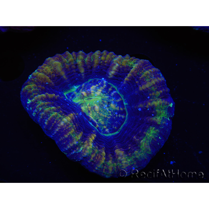 WYSIWYG Homophyllia australis (ex Scolymia) Red 16 (4.5 cm)