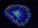 WYSIWYG Homophyllia australis (ex Scolymia) Master 16 (6 cm)