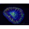 WYSIWYG Homophyllia australis (ex Scolymia) Master 16 (6 cm)
