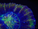 WYSIWYG Homophyllia australis (ex Scolymia) Master 16 (6 cm)