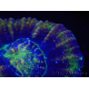 WYSIWYG Homophyllia australis (ex Scolymia) Master 16 (6 cm)