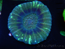 WYSIWYG Homophyllia australis (ex Scolymia) Warpaint 5 (5.5 cm)