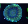 WYSIWYG Homophyllia australis (ex Scolymia) Warpaint 5 (5.5 cm)