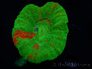 WYSIWYG Homophyllia australis (ex Scolymia) Bleeding Apple 32 (6 cm)
