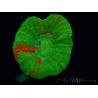 WYSIWYG Homophyllia australis (formerly Scolymia) Bleeding Apple 32 (6 cm)