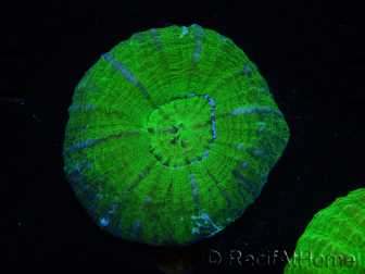 WYSIWYG Homophyllia australis (ex Scolymia) Warpaint 2 (5.5 cm)