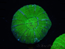 WYSIWYG Homophyllia australis (ex Scolymia) Warpaint 2 (5.5 cm)
