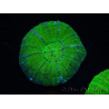 WYSIWYG Homophyllia australis (ex Scolymia) Warpaint 2 (5.5 cm)