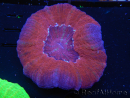 WYSIWYG Homophyllia australis (ex Scolymia) Bleeding apple 6 (4.5 cm)